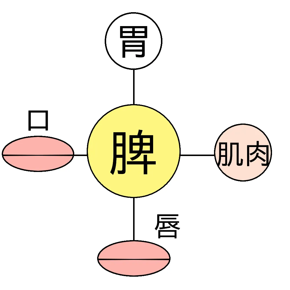 脾の関係のイメージ図
