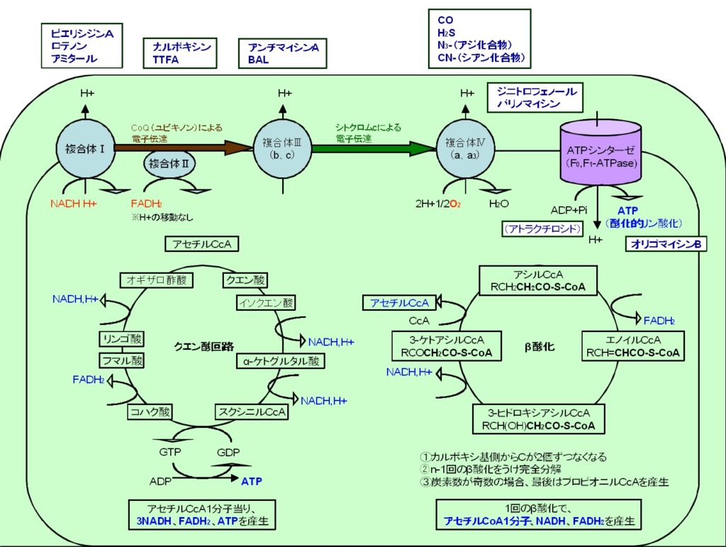 電子伝達系